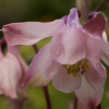 Aquilegia clematiflora - Abriachan Nurseries, The Garden On Loch Ness